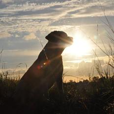 Labrador retriever Nova.