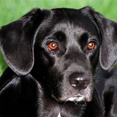 Border collie / Labrador Fister