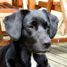 Border collie / Labrador Fister