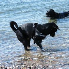 Border collie / Labrador Fister