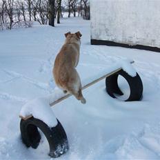 Blanding af racer Sasha