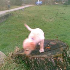 Blanding af racer Sasha