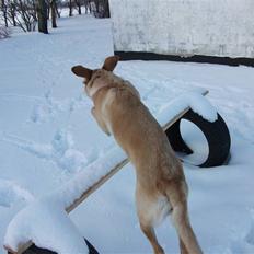 Blanding af racer Sasha