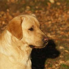 Labrador retriever Taslas Tomboy SÆLGES