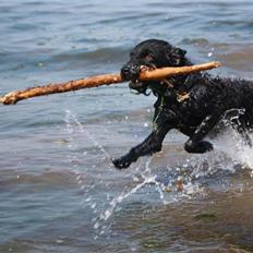 Blanding af racer - Hilda