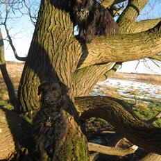 Blanding af racer - Hilda