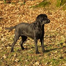 Labrador retriever Taslas little Tju-Tju