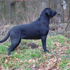 Labrador retriever Taslas little Tju-Tju
