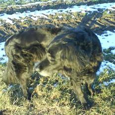 Blanding af racer Rollo<´3 Død d. 5 mar. ];