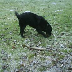 Blanding af racer Rollo<´3 Død d. 5 mar. ];