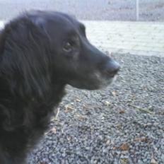 Blanding af racer Rollo<´3 Død d. 5 mar. ];