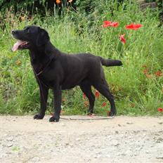 Labrador retriever Petit Deor's O'Mega