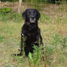 Labrador retriever Petit Deor's O'Mega