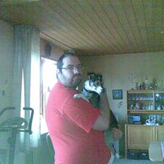 Dansk svensk gaardhund Plet