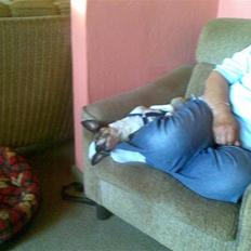 Dansk svensk gaardhund Plet