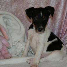 Dansk svensk gaardhund Trille