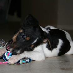 Dansk svensk gaardhund Trille