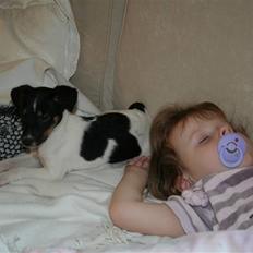 Dansk svensk gaardhund Trille