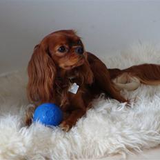 Cavalier king charles spaniel Cavalots Elvis