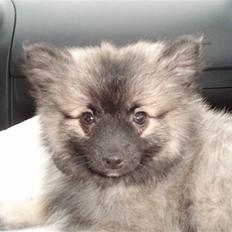 Kleinspitz Idefix