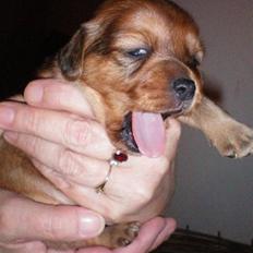 Blanding af racer Buster