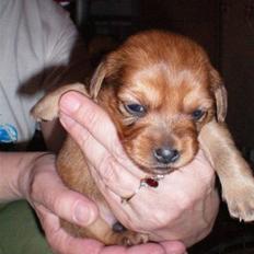 Blanding af racer Buster