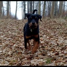 Rottweiler Balder