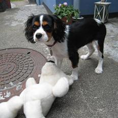 Cavalier king charles spaniel Petit