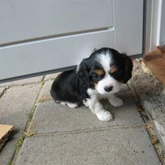 Cavalier king charles spaniel Petit