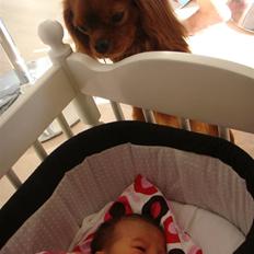 Cavalier king charles spaniel Cavalots Elvis