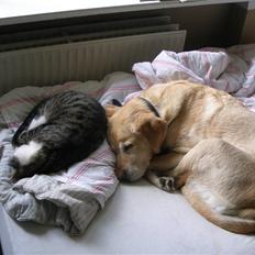 Labrador retriever nugga