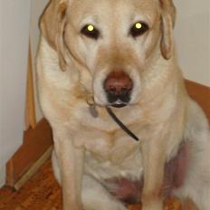 Labrador retriever nugga