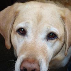 Labrador retriever nugga