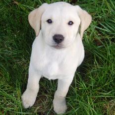 Labrador retriever Sia