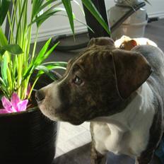 Amerikansk staffordshire terrier Junior