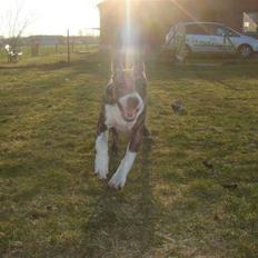 Amerikansk staffordshire terrier Junior