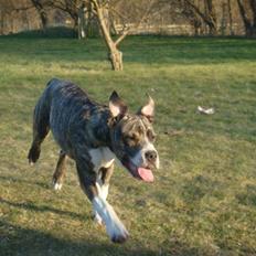 Amerikansk staffordshire terrier Junior