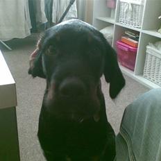 Blanding af racer Cezar *R.I.P.*