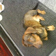 Gravhund Nikki <3 **R.I.P**  :'( 