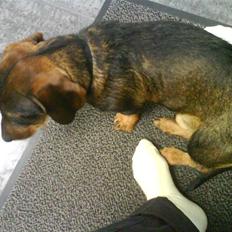 Gravhund Nikki <3 **R.I.P**  :'( 