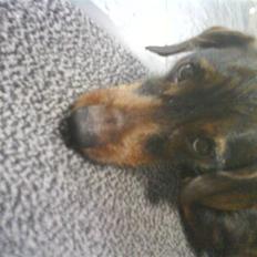 Gravhund Nikki <3 **R.I.P**  :'( 