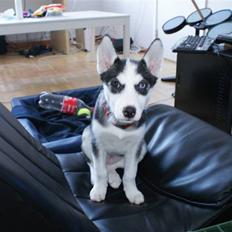 Siberian husky Sasha