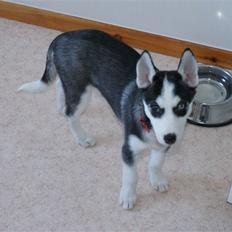 Siberian husky Sasha