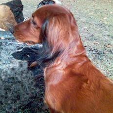 Gravhund Horsholm´s No Tone / Dax