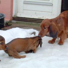 Gravhund Horsholm´s No Tone / Dax