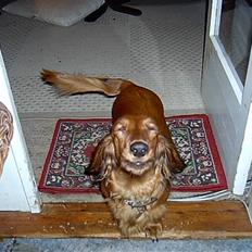 Gravhund Horsholm´s No Tone / Dax