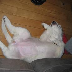 Blanding af racer (labrador/golden) Fie