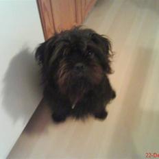 Blanding af racer Tyson¤RIP¤