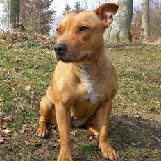 Staffordshire bull terrier Cuba