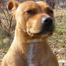 Staffordshire bull terrier Cuba